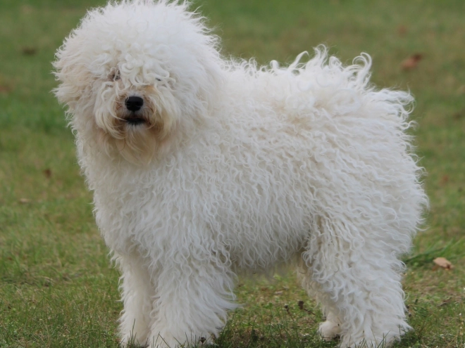 Puli puppy for sale